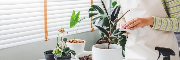 Asian Woman hand spray on leave plants in the morning at home using a spray bottle watering houseplants Plant care concept