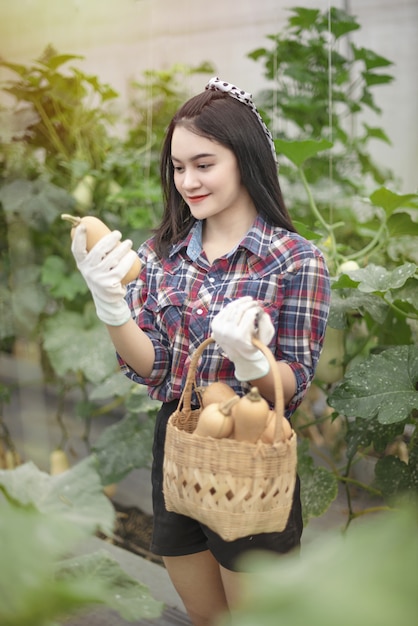 Asian woman harvesting butternut squash