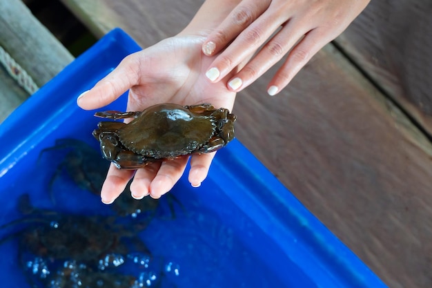 An Asian woman holds soft-shell crabs in her hand at a soft-shell crab farm.