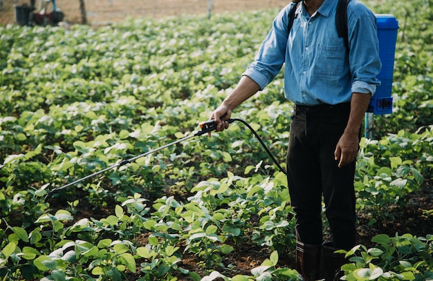 Asian woman and man farmer working together in organic hydroponic salad vegetable farm using tablet inspect quality of lettuce in greenhouse garden Smart farming