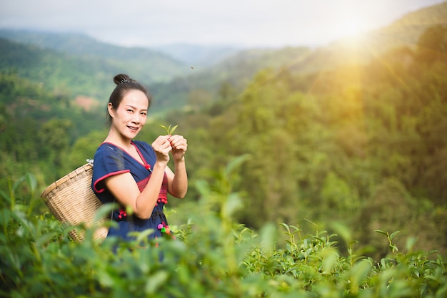 Asian women, hill tribe women collecting tea leaves and baskets 