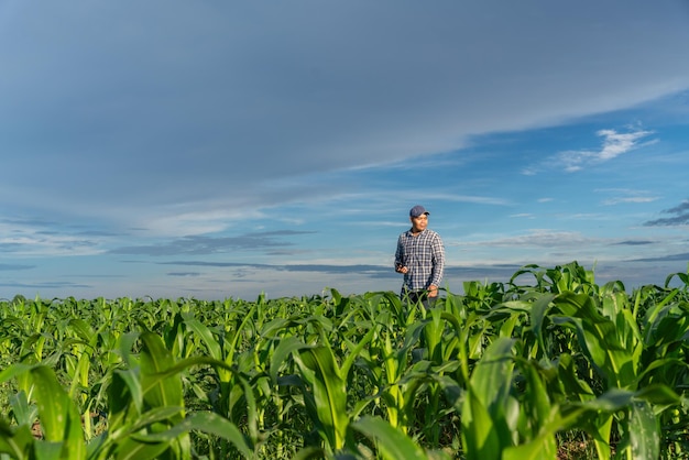 Asian young farmer in young green corn growing on the field at sun rises in the morning Growing young green corn seedling sprouts in cultivated agricultural farm field