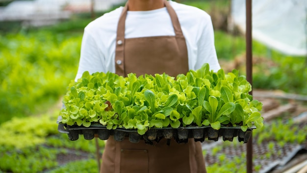 Asian young harvesting in organic farm