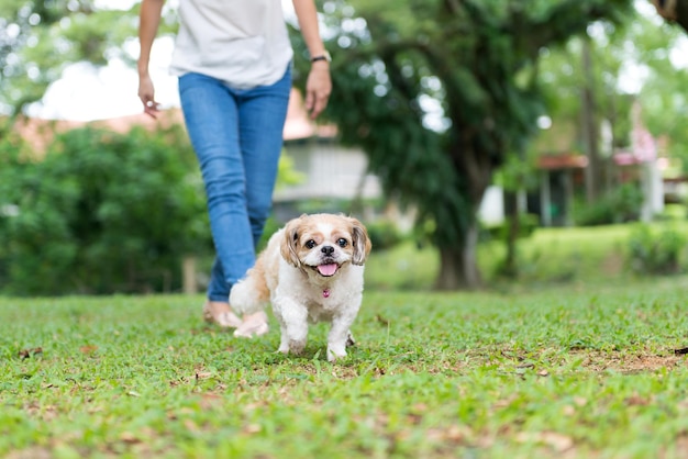 Asian young lady with her Shih Tze dog