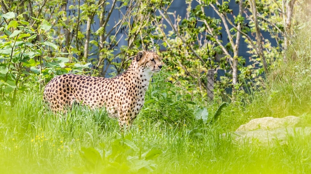 An Asiatic Cheetah