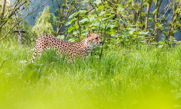 An Asiatic Cheetah