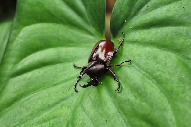 Asiatic rhinoceros beetle coconut rhinoceros beetle or coconut palm rhinoceros beetle