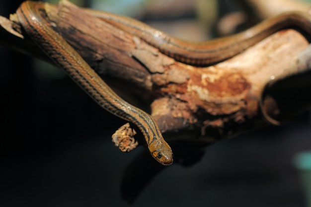 Asiatic water snake, Water tiger snake is endemic to Asia. It is non-venomous.