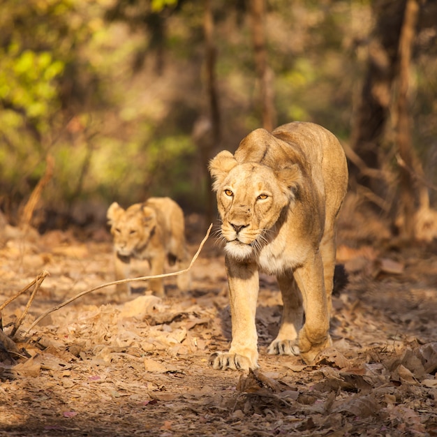 asistic lion