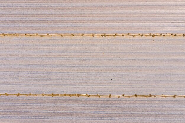 Asparagus varnish with asparagus plants (Asparagus officinalis) under a foil that is supposed to heat the soil and cause an early harvest, vertical aerial view of the asparagus varnish, drone shot