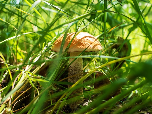 Aspen mushroom in the grass Leccinum albostipitatum Orangecap boletus Forest edible mushroom