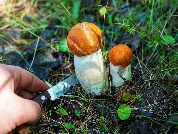 Aspen mushrooms picking process Leccinum albostipitatum Orangecap boletus Forest edible mushroom