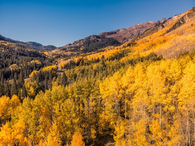 Aspen tree leaves