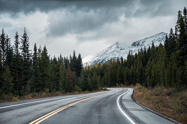 Asphalt highway in autumn forest on gloomy day at Banff national park