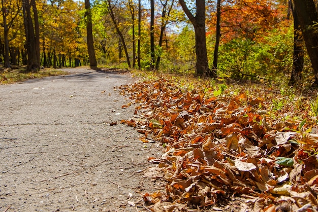 An asphalt path in the park strewn with fallen autumn leaves on a bright sunny day.