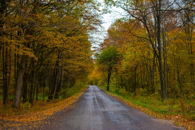 Asphalt road in the dazzling beauty of autumn colors