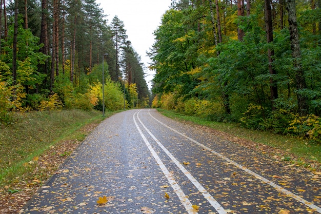 Asphalt road in deciduous forest.