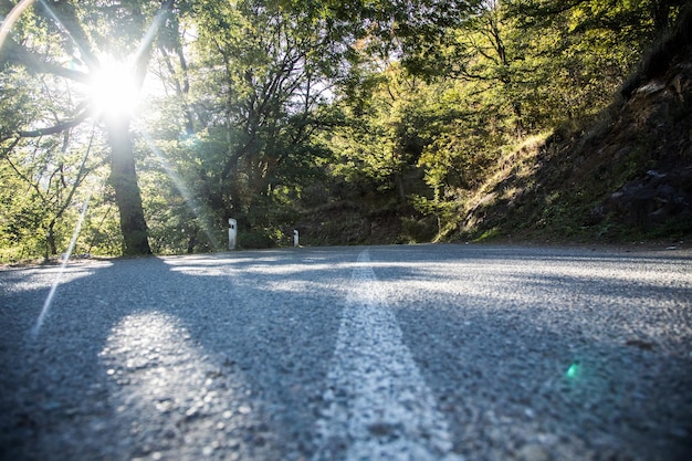 Asphalt road in the forest