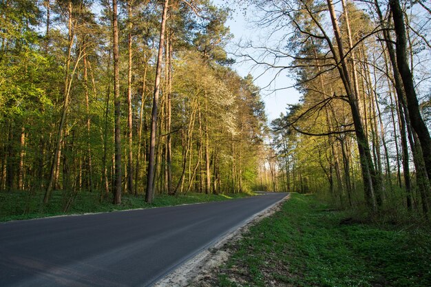 Photo asphalt road through the forest backlit by the sun - spring view