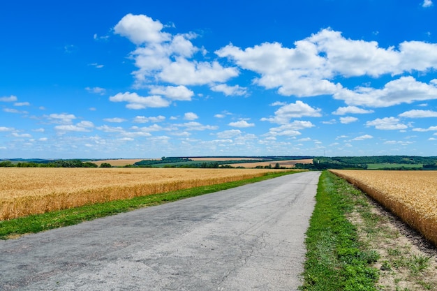 Asphalt road between two fields of the ripe wheat