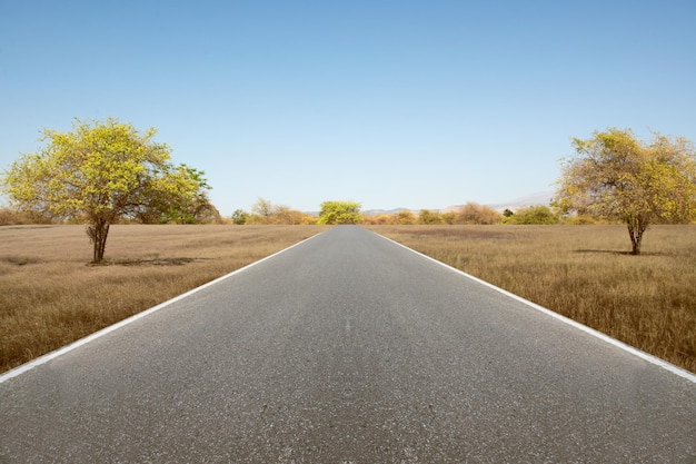 Asphalt road with grass and trees with blue sky background