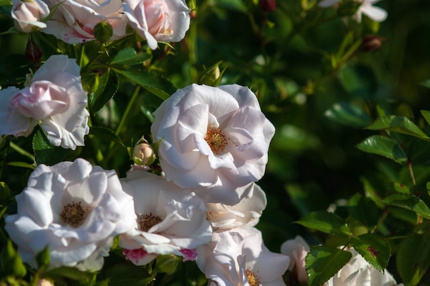 Photo aspirin floribunda rose blooming in summer garden