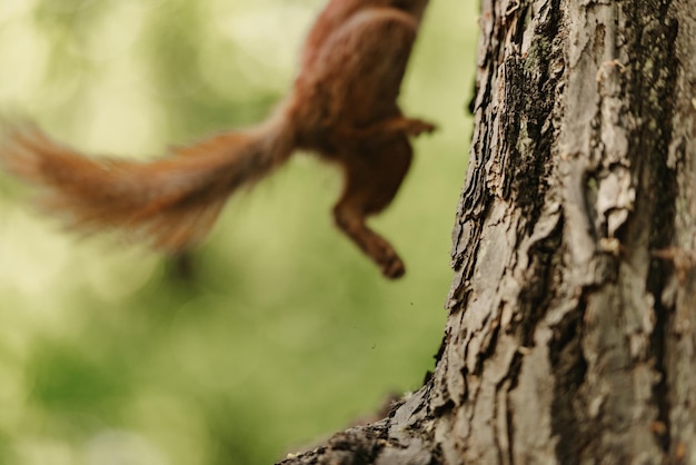 The ass of a red squirrel who is jumping on the trunk of the tree in the park