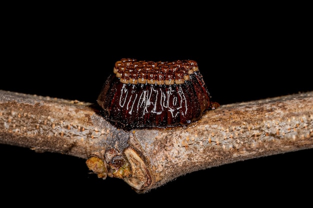 Assassin Bug Eggs