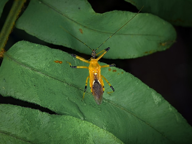 Assassin Bug on green leaf with black background