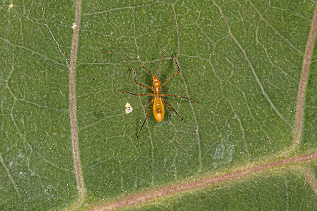 Assassin Bug Nymph