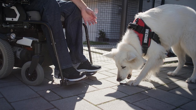 Photo assistance dog providing help to man with disability retrieving dropped mobile phone mobility