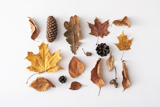 Assorted dead and decaying autumn leaves with conifer cones arranged neatly on a white background conceptual of the changing seasons and nature