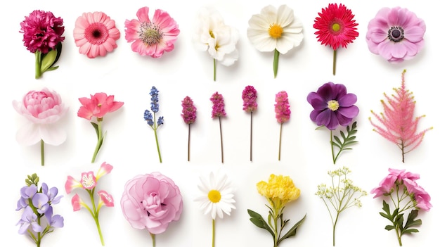 Photo assorted flowers in a variety of colors arranged neatly on a white background