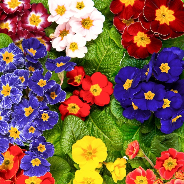 Assorted spring primula flowers Colorful primroses