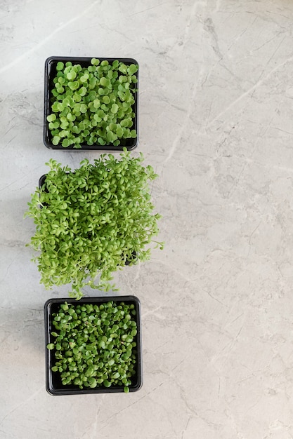 Assorted three boxes of microgreens. Vegetarian raw healthy food concept 