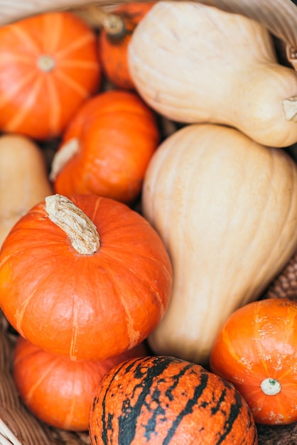 Assortiment of autumn harvest pumpkins in a heap background  Halloween holiday concept