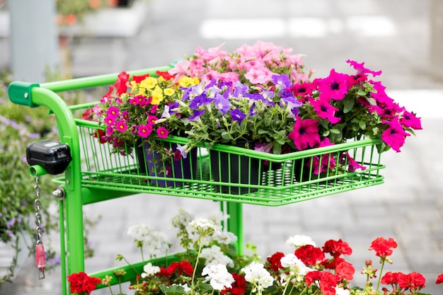 Assortment of brightly colored summer flowers