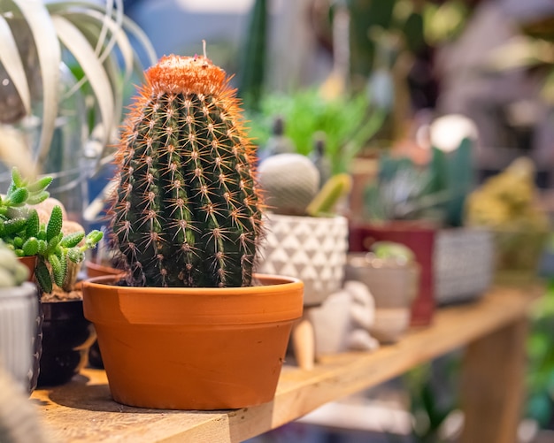 Assortment of cactus in pots in plants shop greenhouse