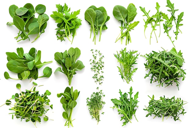 Assortment of Fresh Greens for Salad or Cooking