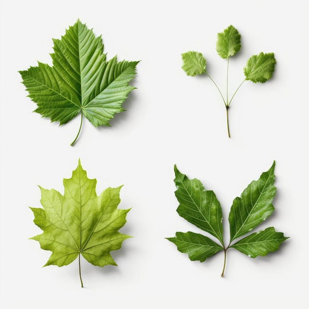 Assortment of leaves and flowers on white background