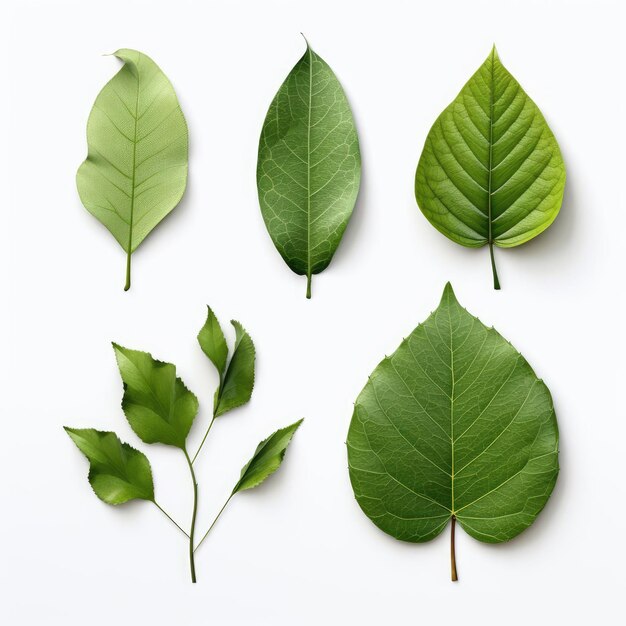 Assortment of leaves and flowers on white background