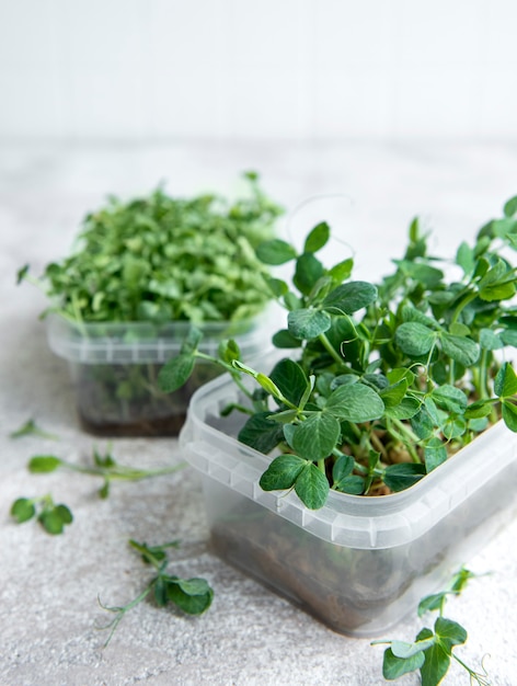 Assortment of micro greens on wooden table. Healthy lifestyle