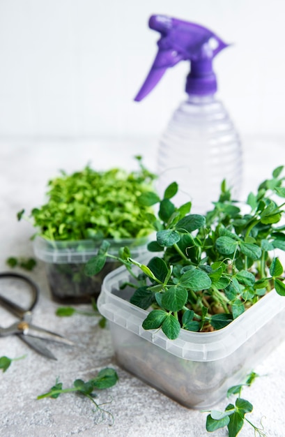 Assortment of micro greens on wooden table. Healthy lifestyle