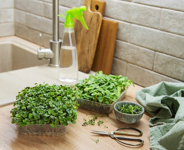 Assortment of micro greens on wooden table