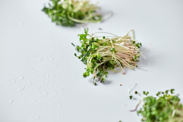 Assortment of Microgreen heap of sprouts micro greens