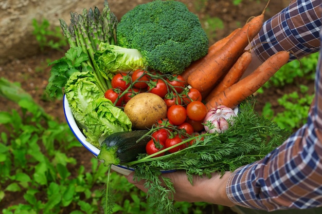 Assortment of ripe vegetables from orchard in farmer hands Harvest concept farm market organic bio food delivery zero waste ecofriendly concept