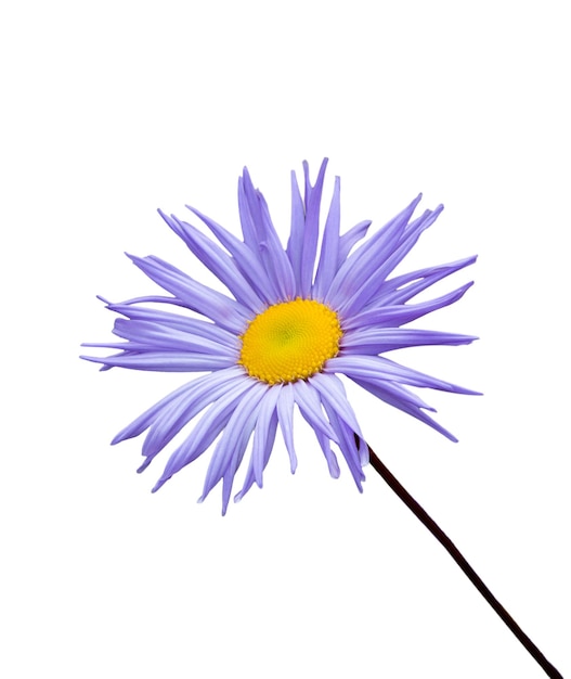 Aster flower isolated on white