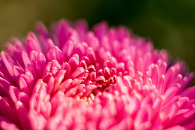 Aster Flower Macro