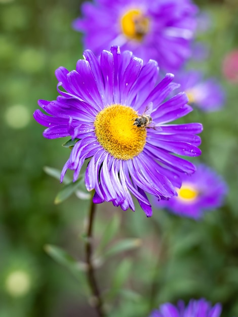 Aster flower with a bee collecting pollen or nectar in the garden