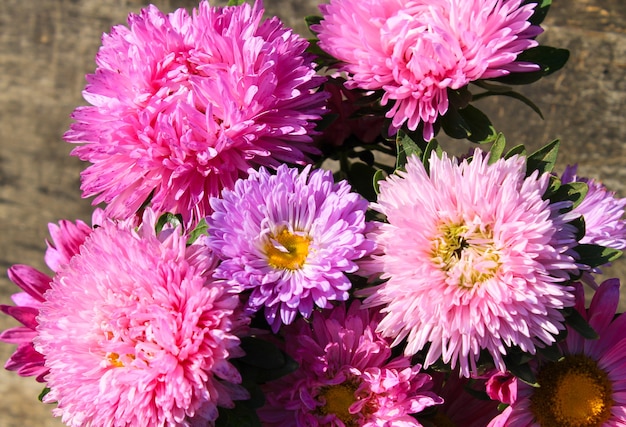 Aster flowers background